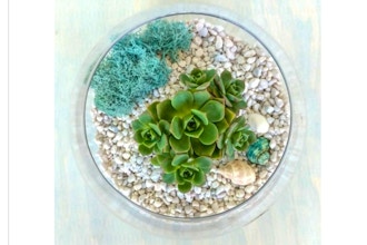Plant Nite: Glass Succulent Terrarium II